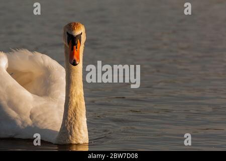 Couper le cygne sur le réservoir Harthill, Sheffield, Royaume-Uni Banque D'Images