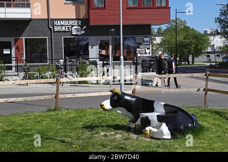 Une vache semblant sur la place laitière (Mejeritorget) à Örebro. En arrière-plan est le restaurant Hamburgerbruket.photo Jeppe Gustafsson Banque D'Images