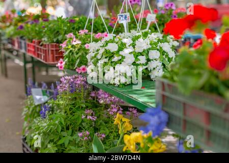 Bouquets de fleurs diverses sur le marché aux fleurs de rue, cadeaux de vacances, Journée internationale de la femme Banque D'Images