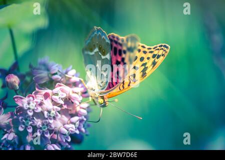 Paisible nature été prairie fleurs lumineuses dans fond d'herbe verte. Fleurs de prairie d'été lumineuses avec beau papillon. Gros plan sur la nature floue Banque D'Images