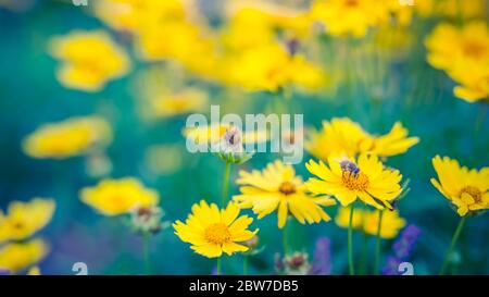 Fleurs jaunes lumineuses artistiques, arrière-plan naturel de l'été, image floue. Nature florale en gros plan avec prairie verte fraîche Banque D'Images