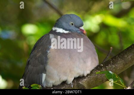 Un Pigeon de bois se détend dans les branches d'un arbre où il peut négliger son partenaire alors qu'elle incube sa pochette d'oeufs sur son nid de branches fimantes Banque D'Images