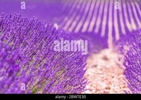 Magnifique arbre dans le champ de lavande, Provence, France. Arbre solitaire dans le champ de lavande, Provence, France. Fleurs de lavande fleuries champ et un arbre solitaire Banque D'Images