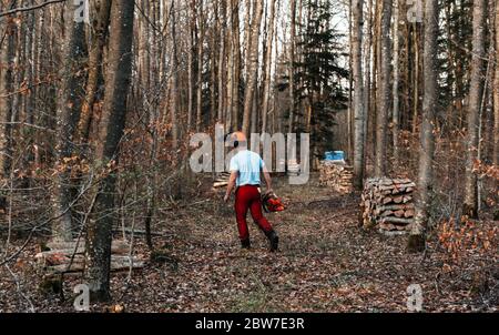 Un après-midi avec un forestier, dans les bois, en coupant du bois. Favière, Lorraine. France Banque D'Images