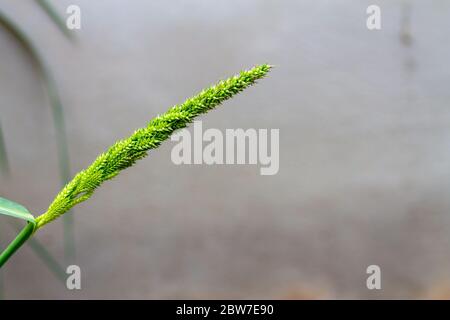 Herbe de baryard ou Cockspur ou Echinochloa crus-galli Banque D'Images