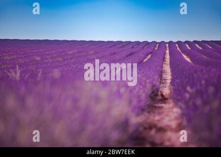 Fleur de lavande parfumés en fleurs des champs dans les lignes sans fin. Plateau de Valensole, Provence, France, Europe. Banque D'Images