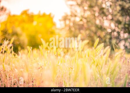 Herbe fleur prairie ferme, paysage de coucher de soleil avec prairie douce - Printemps soleil d'été avec arbres flous et lumière chaude de coucher de soleil. Nature paisible Banque D'Images
