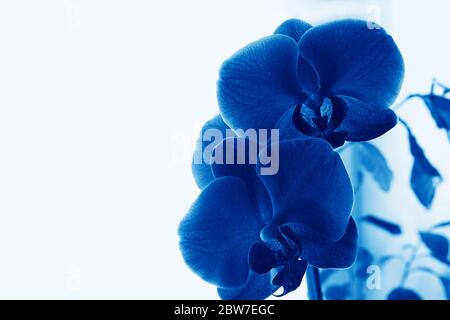 Fleur bleue d'orchidée Phalaenopsis sur fond blanc. Orchidée papillon . Sélection, copier l'espace pour ajouter du texte. La créativité. Classe de couleurs tendance Banque D'Images