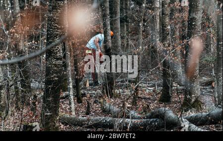 Un après-midi avec un forestier, dans les bois, en coupant du bois. Favière, Lorraine. France Banque D'Images