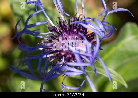 Cornflower violet bleu grand centaurée montana long wispy extérieur pâle pétales et multiple court foncé boule de pétales pris à la fin du printemps 2020 Royaume-Uni Banque D'Images