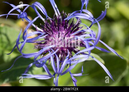 Cornflower violet bleu grand centaurée montana long wispy extérieur pâle pétales et multiple court foncé boule de pétales pris à la fin du printemps 2020 Royaume-Uni Banque D'Images