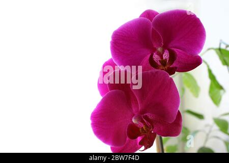 Fleur d'orchidée Phalaenopsis violette sur fond blanc. Fleurs de Phalaenopsis pourpres sur la droite (orchidée papillon). Mise au point sélective, copier l'espace vers un Banque D'Images