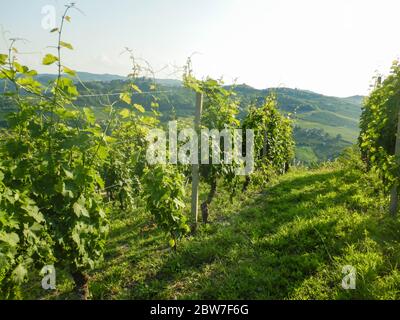 Vue sur l'Ouest près de Neive, Langhe Piémont - Italie Banque D'Images