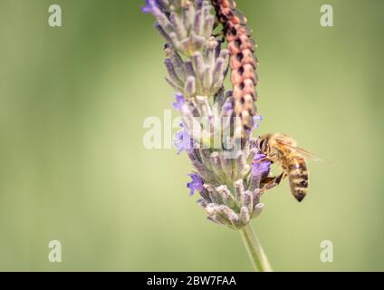 Gros plan d'une abeille sur une lavande. Banque D'Images