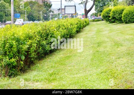 Une pelouse bien entretenue avec de l'herbe tondue et des buissons arrondis luxuriants lors d'une journée ensoleillée le long d'une rue de ville avec circulation active. Banque D'Images