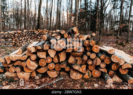 Un après-midi avec un forestier, dans les bois, en coupant du bois. Favière, Lorraine. France Banque D'Images