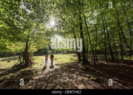 Deux personnes marchant dans la New Forest, Hampshire, Royaume-Uni Banque D'Images