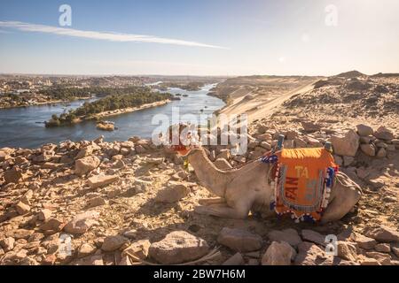 Camel in Nile River Egypt Stock Photo