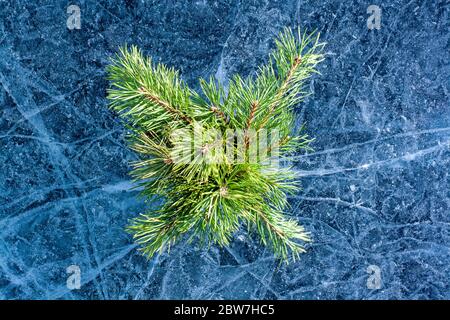 Branches de conifères sur glace étonnante dans le style d'une couche plate. Glace avec fissures et motifs. Branches en pin pour la décoration d'hiver. Horizontale. Banque D'Images