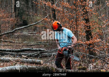 Un après-midi avec un forestier, dans les bois, en coupant du bois. Favière, Lorraine. France Banque D'Images