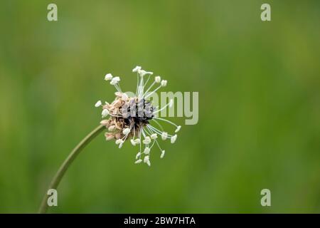 Ribwort Plantain (Plantago lanceolata) Flower dans un North Pennines Wildflower Hay Meadow, Teesdale, comté de Durham, Royaume-Uni Banque D'Images