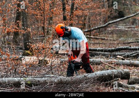 Un après-midi avec un forestier, dans les bois, en coupant du bois. Favière, Lorraine. France Banque D'Images