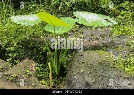 Colocasia Gigantea pousse parmi les rochers surcultivés avec de la mousse. Coin détente Banque D'Images