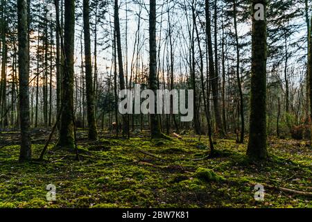 Un après-midi avec un forestier, dans les bois, en coupant du bois. Favière, Lorraine. France Banque D'Images