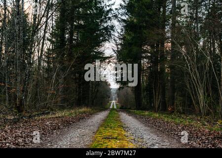 Un après-midi avec un forestier, dans les bois, en coupant du bois. Favière, Lorraine. France Banque D'Images