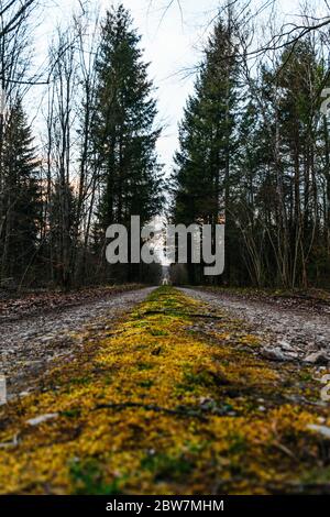 Un après-midi avec un forestier, dans les bois, en coupant du bois. Favière, Lorraine. France Banque D'Images