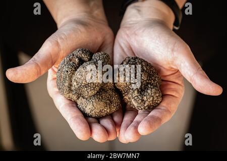 Tuber aestivum truffes noires, Trevi, Ombrie, Italie Banque D'Images