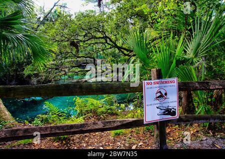 Une passerelle en bois voûtée au-dessus des piscines bleues et émeraude, au milieu d'une végétation tropicale riche et luxuriante, calme et sereine. Juniper Springs Floride. Banque D'Images