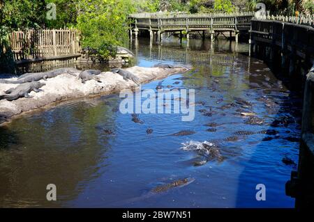 ST AUGUSTINE, FLORIDE, États-Unis - 23 OCTOBRE 2017 : un groupe d'alligators se rassemblent près du bord d'un étang, ferme d'alligators de St. Augustine, St. Augustine, Flori Banque D'Images