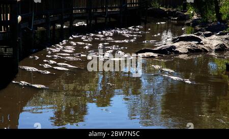 ST AUGUSTINE, FLORIDE, États-Unis - 23 OCTOBRE 2017 : un groupe d'alligators se rassemblent près du bord d'un étang, ferme d'alligators de St. Augustine, St. Augustine, Floride Banque D'Images