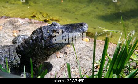 ST AUGUSTINE, FLORIDE, États-Unis - 23 OCTOBRE 2017 : un jeune alligator se réunit près du bord d'un étang, ferme d'alligators de St Augustine, St. Augustine, Floride Banque D'Images