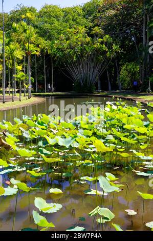 PORT LOUIS/ MAURICE - AOÛT 14 2018 : le jardin botanique Sir Seewoosagur Ramgoolam. C'est une attraction touristique populaire et la plus ancienne botanique Banque D'Images