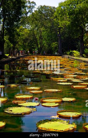 PORT LOUIS/ MAURICE - AOÛT 14 2018 : le jardin botanique Sir Seewoosagur Ramgoolam. C'est une attraction touristique populaire et la plus ancienne botanique Banque D'Images