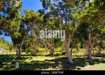 Les eucalyptus avec un tronc blanchâtre devant la jungle de l'île Maurice. Alexandra Falls Parc des gorges de la rivière Noire Banque D'Images