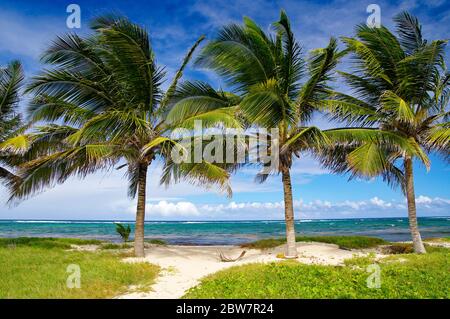 Palmiers pittoresques sur la plage d'Alizéz dans la ville de le Moule en Guadeloupe, île de Grande-Terre, Antilles françaises Banque D'Images