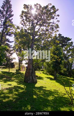 BASSE-TERRE/GUADELOUPE - 07 JANVIER 2019 : beau jardin botanique - jardin de Deshaies, au nord-ouest de Basse-Terre, Guadeloupe, Caraïbes Banque D'Images