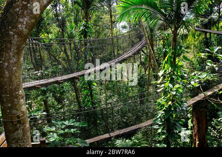 BASSE-TERRE/GUADELOUPE - 07 JANVIER 2019 : ponts suspendus au sommet des arbres du Parc des Mamelles, au zoo de la Guadeloupe, au milieu de la forêt tropicale Banque D'Images