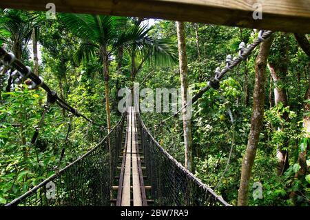 BASSE-TERRE/GUADELOUPE - 07 JANVIER 2019 : ponts suspendus au sommet des arbres du Parc des Mamelles, au zoo de la Guadeloupe, au milieu de la forêt tropicale Banque D'Images