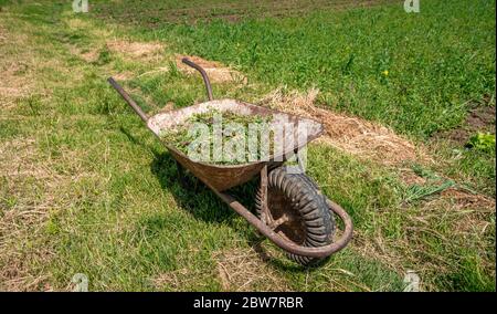 mauvaises herbes et herbe dans un chariot dans un champ sur une ferme Banque D'Images