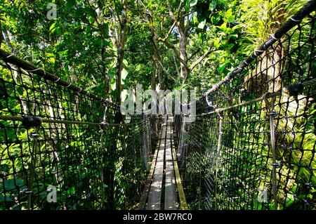 BASSE-TERRE/GUADELOUPE - 07 JANVIER 2019 : ponts suspendus au sommet des arbres du Parc des Mamelles, au zoo de la Guadeloupe, au milieu de la forêt tropicale Banque D'Images