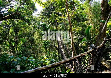 BASSE-TERRE/GUADELOUPE - 07 JANVIER 2019 : ponts suspendus au sommet des arbres du Parc des Mamelles, au zoo de la Guadeloupe, au milieu de la forêt tropicale Banque D'Images