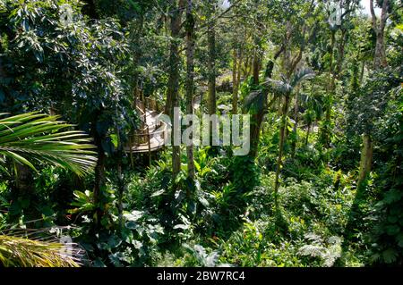 BASSE-TERRE/GUADELOUPE - 07 JANVIER 2019 : ponts suspendus au sommet des arbres du Parc des Mamelles, au zoo de la Guadeloupe, au milieu de la forêt tropicale Banque D'Images