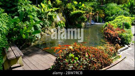 BASSE-TERRE/GUADELOUPE - 07 JANVIER 2019 : beau jardin botanique - jardin de Deshaies, au nord-ouest de Basse-Terre, Guadeloupe, Caraïbes Banque D'Images