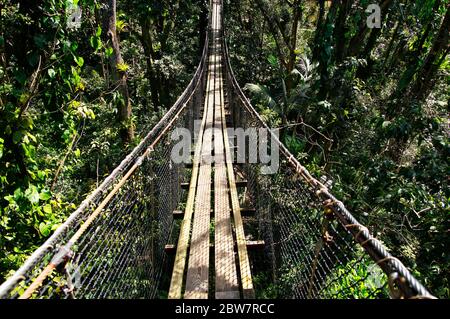 BASSE-TERRE/GUADELOUPE - 07 JANVIER 2019 : ponts suspendus au sommet des arbres du Parc des Mamelles, au zoo de la Guadeloupe, au milieu de la forêt tropicale Banque D'Images