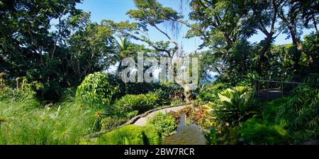 BASSE-TERRE/GUADELOUPE - 07 JANVIER 2019 : beau jardin botanique - jardin de Deshaies, au nord-ouest de Basse-Terre, Guadeloupe, Caraïbes Banque D'Images