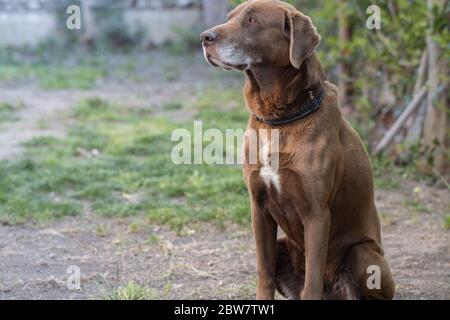 Chien au Labrador au chocolat sur l'herbe à l'extérieur Banque D'Images